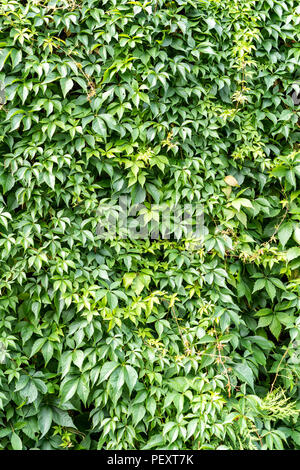 Virginia Creeper Parthenocissus Subtomentosa Stockfoto