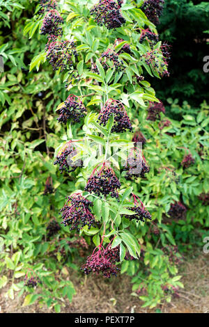 Holunderbeeren in Clustern Sambucus nigra Arten Stockfoto