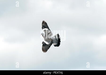 Ringeltaube im Flug Stockfoto