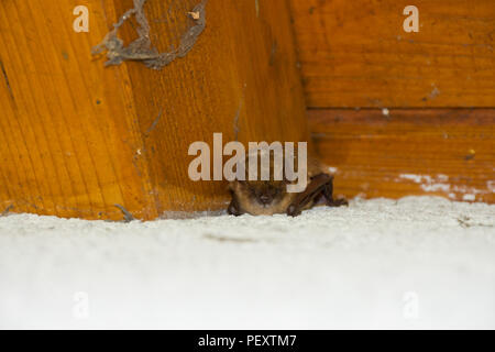 Whiskered bat (Myotis mystacinus), ein wenig Fledermausarten schläft unter einem Dach Sims. Stockfoto