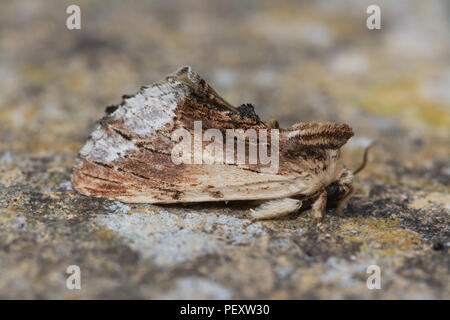 Ahorn prominente Motte (Ptilodon cucullina) Stockfoto