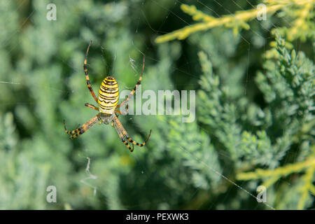 Große Spinne. Gemeinsame Schwarz und Gelb fett Mais oder Garden Spider Argiope aurantia auf seiner Web Warten auf seine Beute aus der Nähe. Stockfoto