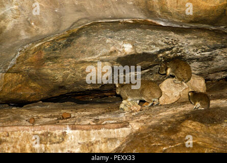 Eine schwarze Speikobra Jagden baby Hyrax in die Granitfelsen beide Zuhause machen. Die Hyrax Geburt am Ende der Regenzeit und die Kobras, Stockfoto