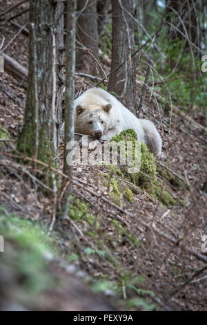 Geistes tragen Ruhe im Wald Stockfoto