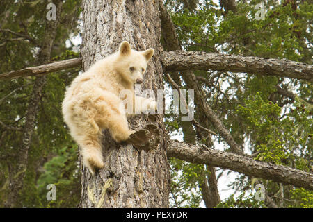 Spirit Bear Cub Kletterbaum Stockfoto