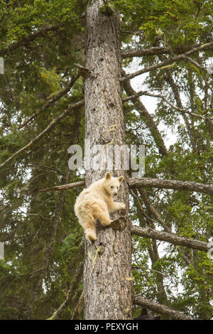 Spirit Bear Cub auf einen Baum Stockfoto