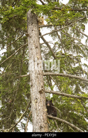 Spirit Bear Cub auf einen Baum Stockfoto