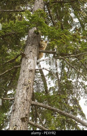 Spirit Bear Cub peering von bis treew Stockfoto