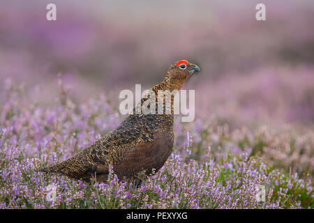 Moorschneehuhn männlich oder cockbird, seine leuchtend rote Augenbraue anzeigen und nach rechts auf die britischen Grouse Moor. Natürlichen Lebensraum von lila Heidekraut. Horizontale Stockfoto