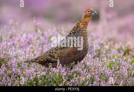 Moorschneehuhn männlich oder cockbird, seine leuchtend rote Augenbraue anzeigen und nach rechts auf die britischen Grouse Moor. Natürlichen Lebensraum von lila Heidekraut. Horizontale Stockfoto