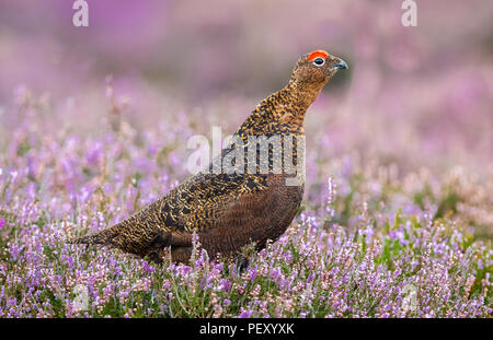 Moorschneehuhn männlich oder cockbird, seine leuchtend rote Augenbraue anzeigen und nach rechts auf die britischen Grouse Moor. Natürlichen Lebensraum von lila Heidekraut. Horizontale Stockfoto