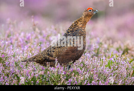 Moorschneehuhn männlich oder cockbird, seine leuchtend rote Augenbraue anzeigen und nach rechts auf die britischen Grouse Moor. Natürlichen Lebensraum von lila Heidekraut. Horizontale Stockfoto