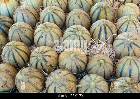Melonen aus Cavaillon, reife Runde charentais Honig melone Melonen auf dem lokalen Markt in der Provence, Frankreich, in der Nähe Stockfoto