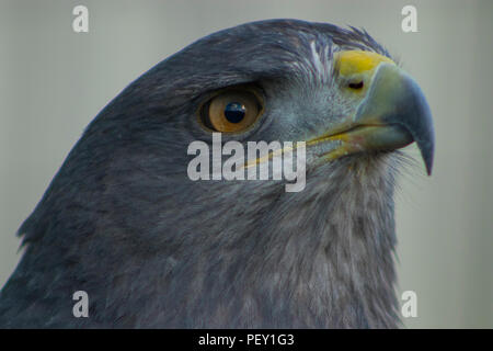 Nahaufnahme eines grauen Falke Stockfoto