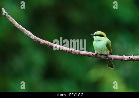 Ein kleiner grüner Biene Eater Stockfoto