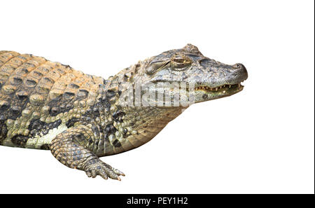 Spectacled caiman oder gemeinsamen weißen Kaimane (Caiman crocodilus) Close-up auf weißem Hintergrund. Fokus auf den Kopf des Tieres, das gelbe Auge Stockfoto