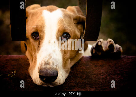 Trauriger Hund (Basset Hound) mit dem Gesicht und linken Pfote über eine Betonwand und hinter dem Haus metal Bars suchen bis zu der Kamera. Retro Farbe Ton Filter für Stockfoto