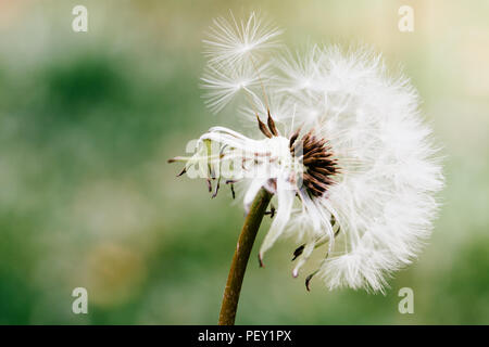 Löwenzahn Blume Kopf lösen seine Samen Nahaufnahme Makro Foto mit bokeh Hintergrund unscharf aufgrund der geringen Tiefenschärfe. Stockfoto