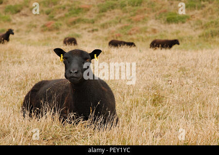 Ein schwarzes Schaf liegend in der Weide, mehr schwarze Schafe sind unscharf im Hintergrund. Stockfoto