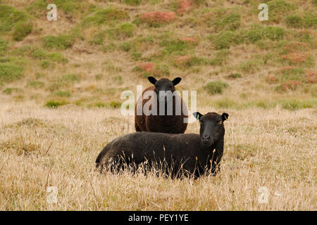 Schwarze Schafe Mutter und Tochter (Schaf und Lamm) gemeinsam für eine "Family Portrait". Stockfoto
