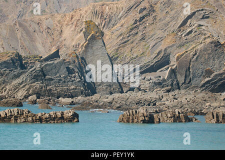 Bär, Hartland Quay, Küste von North Devon, Großbritannien Stockfoto
