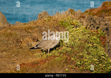 Ein junger Heringe Möwe auf einer Klippe. Stockfoto