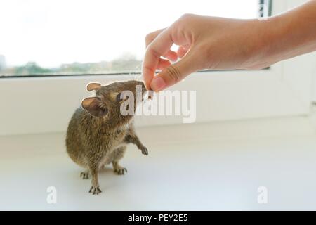 In der Nähe der chilenischen Eichhörnchen Degu, auf weißem Hintergrund Stockfoto