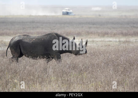 Schwarzes Nashorn oder Haken die Nashörner, Spaziergänge entlang einer getrockneten Savanne im Ngorongoro Krater Stockfoto