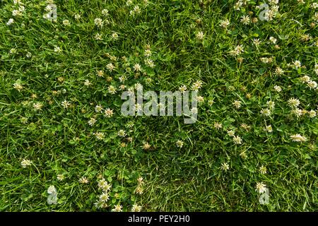 Abstrakte Textur Hintergrund, Natürliche helle grüne Gras mit weißen Blüten von Clover, Nahaufnahme Rasenteppich, Ansicht von oben Stockfoto