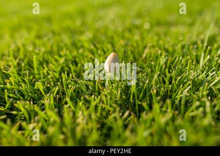 In der Nähe von kleinen weissen Pilz auf hellen grünen Rasen Gras Stockfoto