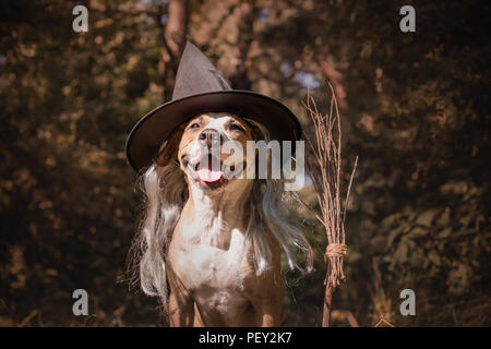 Süßer Hund mit Besen für Halloween als freundlich Wald Hexe gekleidet. Schöne Staffordshire Terrier Welpe in maskerade Kostüm mit Witch's b Stockfoto