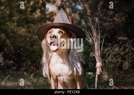 Schöner Hund mit Besen für Halloween als freundlich Wald Hexe gekleidet. Cute Staffordshire Terrier Welpe in maskerade Kostüm mit Witch's b Stockfoto