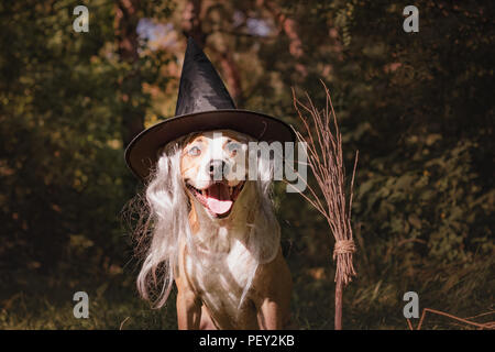 Schöner Hund mit Besen für Halloween als freundlich Wald Hexe gekleidet. Portrait von niedlichen Staffordshire Terrier Welpe in maskerade Kostüm wi Stockfoto