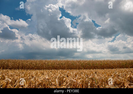 Feld von Mais die Hälfte in der Italienischen Tiefebene geerntet Stockfoto