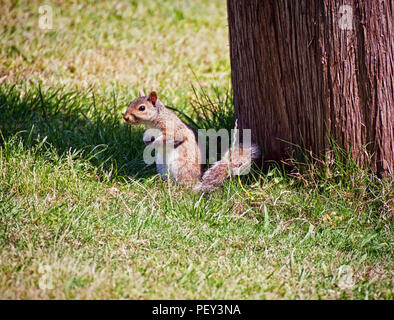 Niedliche Eichhörnchen stehend aufmerksam in der Nähe von einem Baumstamm Stockfoto