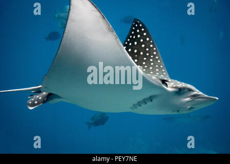 Einen würdevollen und schönen spotted Eagle Ray am Georgia Aquarium in Atlanta, Georgia. (USA) Stockfoto