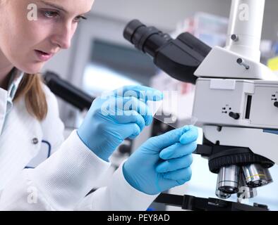 Wissenschaftler das Anzeigen einer Probe auf einem Objektträger, bevor Sie ihn unter einem Lichtmikroskop. Stockfoto