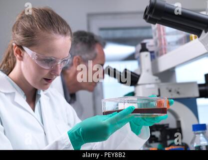 Stammzellen der Arzneimittelforschung. Forscher Handhabung Stammzellkulturen in einem Labor als Teil der Arzneimittelforschung. Stockfoto
