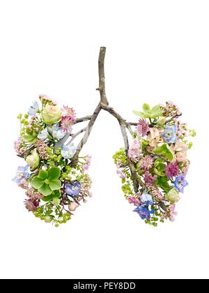 Frühlingsblumen, die menschliche Lunge, konzeptionelle Studio gedreht. Stockfoto