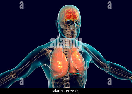 Gehirn und Lunge im menschlichen Körper, computer Abbildung. Stockfoto