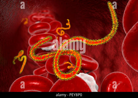 Ebola virus Partikel im Blut, computer Abbildung. Dieses Virus ist die Ursache der Krankheit Ebola Virus bei Menschen und Primaten. Es ist eine schwere und oft tödliche Krankheit mit Symptomen wie Fieber, Müdigkeit, Muskelschmerzen, Erbrechen, Durchfall und Blutungen (innere Blutungen). Es gibt keine Heilung für die Krankheit, aber drei Viertel der Patienten wiederhergestellt werden kann, wenn ausreichende medizinische Unterstützung. Stockfoto