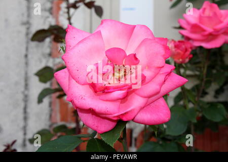 Öffnen Sie blüht dunkelrosa gefärbten Rose mit einige innere Blütenblätter beginnen zu welken und fallen heraus auf dunklen grünen Spitzen Blätter, andere Rosen, konkrete Pol ein Stockfoto
