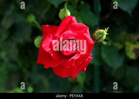 Leuchtend rot blühenden vollständig geöffnete Rose umgeben mit kleinen geschlossenen Rosenknospen auf dunkelgrünen Blätter Hintergrund auf warmen sonnigen Tag Stockfoto