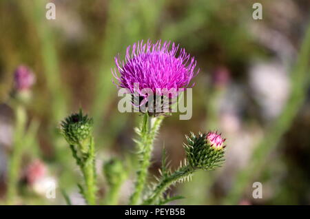 Vollständig geöffnet blühende Blume oder die Klette Arctium Lappa oder Genießbaren Klette oder Lappa oder Gobo oder Bettler Tasten oder Heiklen Grat oder Glücklich großen bie Stockfoto