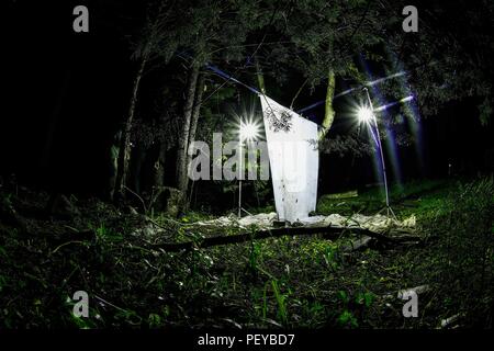 Luz con Fotos para atraer insectos Como palomillas hacia una tela Blanca en el bosque En medio de la noche. Luz Verde. Farbe Verde. Licht mit Fotos Insekten wie Motten auf ein weißes Tuch im Wald mitten in der Nacht zu gewinnen. Grünes Licht. Grüne Farbe. De expedición Entdeckung Madrense GreaterGood ORG que recaba datos que Syrvaine como Información de Direct para entender mejor las Relaciones biológicas del Archipiélago Madrense y se Usan para proteger y conservar las Tierras de las Islas vírgenes Sonorenses Serranas. Binacional Expedición aye une ein colaboradores de Méxic Stockfoto