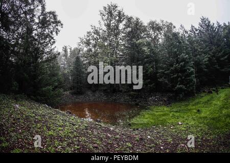 Neblina. Nebel. Verde paisaje y Bosque de Pinos en La Cueva Tres Rios, Sonora, Mexiko. Sierra Madre Occidental. Grüne Landschaft und Pinienwald in La Cueva Tres Rios, Sonora, Mexiko. Sierra Madre Occidental. (Foto: LuisGutierrez/NortePhoto.com) Madrense de Expedición Entdeckung GreaterGood ORG que recaba datos que Syrvaine como Información de Direct para entender mejor las Relaciones biológicas del Archipiélago Madrense y se Usan para proteger y conservar las Tierras de las Islas vírgenes Sonorenses Serranas. Binacional Expedición aye une ein colaboradores de México y Estados Unidos con exp Stockfoto