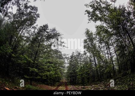 Neblina. Nebel. Verde paisaje y Bosque de Pinos en La Cueva Tres Rios, Sonora, Mexiko. Sierra Madre Occidental. Grüne Landschaft und Pinienwald in La Cueva Tres Rios, Sonora, Mexiko. Sierra Madre Occidental. (Foto: LuisGutierrez/NortePhoto.com) Madrense de Expedición Entdeckung GreaterGood ORG que recaba datos que Syrvaine como Información de Direct para entender mejor las Relaciones biológicas del Archipiélago Madrense y se Usan para proteger y conservar las Tierras de las Islas vírgenes Sonorenses Serranas. Binacional Expedición aye une ein colaboradores de México y Estados Unidos con exp Stockfoto