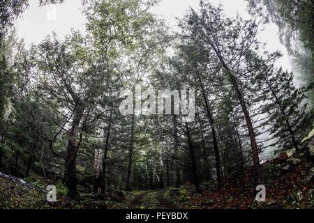Neblina. Nebel. Verde paisaje y Bosque de Pinos en La Cueva Tres Rios, Sonora, Mexiko. Sierra Madre Occidental. Grüne Landschaft und Pinienwald in La Cueva Tres Rios, Sonora, Mexiko. Sierra Madre Occidental. (Foto: LuisGutierrez/NortePhoto.com) Madrense de Expedición Entdeckung GreaterGood ORG que recaba datos que Syrvaine como Información de Direct para entender mejor las Relaciones biológicas del Archipiélago Madrense y se Usan para proteger y conservar las Tierras de las Islas vírgenes Sonorenses Serranas. Binacional Expedición aye une ein colaboradores de México y Estados Unidos con exp Stockfoto