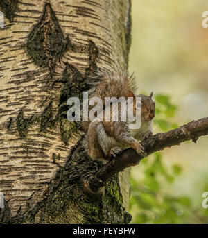 Graue Eichhörnchen auf Zweig der Baumstruktur Stockfoto