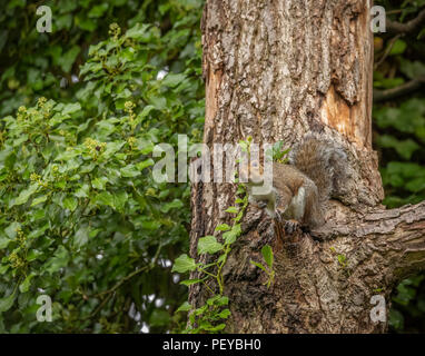 Graue Eichhörnchen auf Zweig der Baumstruktur Stockfoto